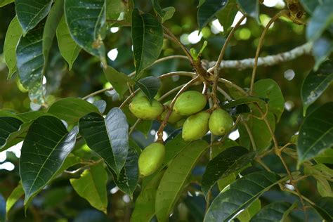 pili nuts tree.